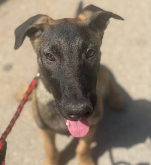 קליפורד – רועה בלגי מעורב