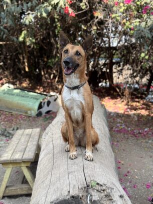 לוסי - מעורבת - אימוץ