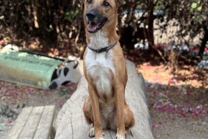 לוסי - מעורבת - אימוץ