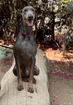 ספייק - דוברמן - אימוץ