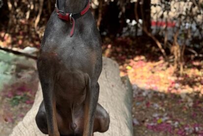 ספייק - דוברמן - אימוץ