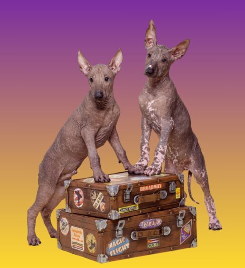 כלב-ספינקס!!!! – כלב מקסיקני – אפשר לקנות אהבה