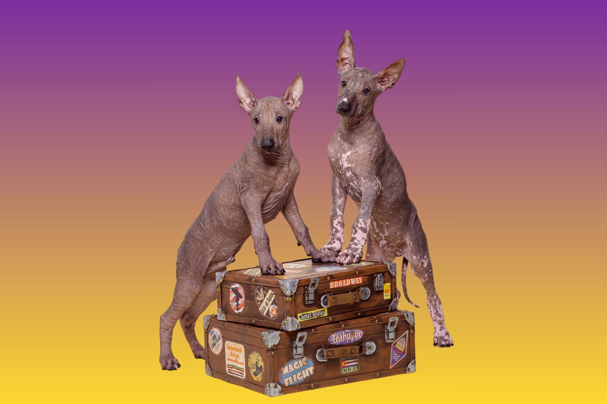 כלב-ספינקס!!!! – כלב מקסיקני – אפשר לקנות אהבה