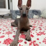 u4608-WhatsApp-2025-10-22-в-12.50.47_868fd20e