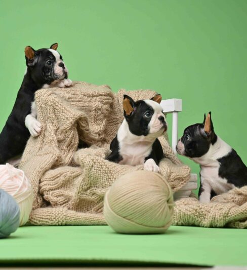 גורים בוסטון טרייר