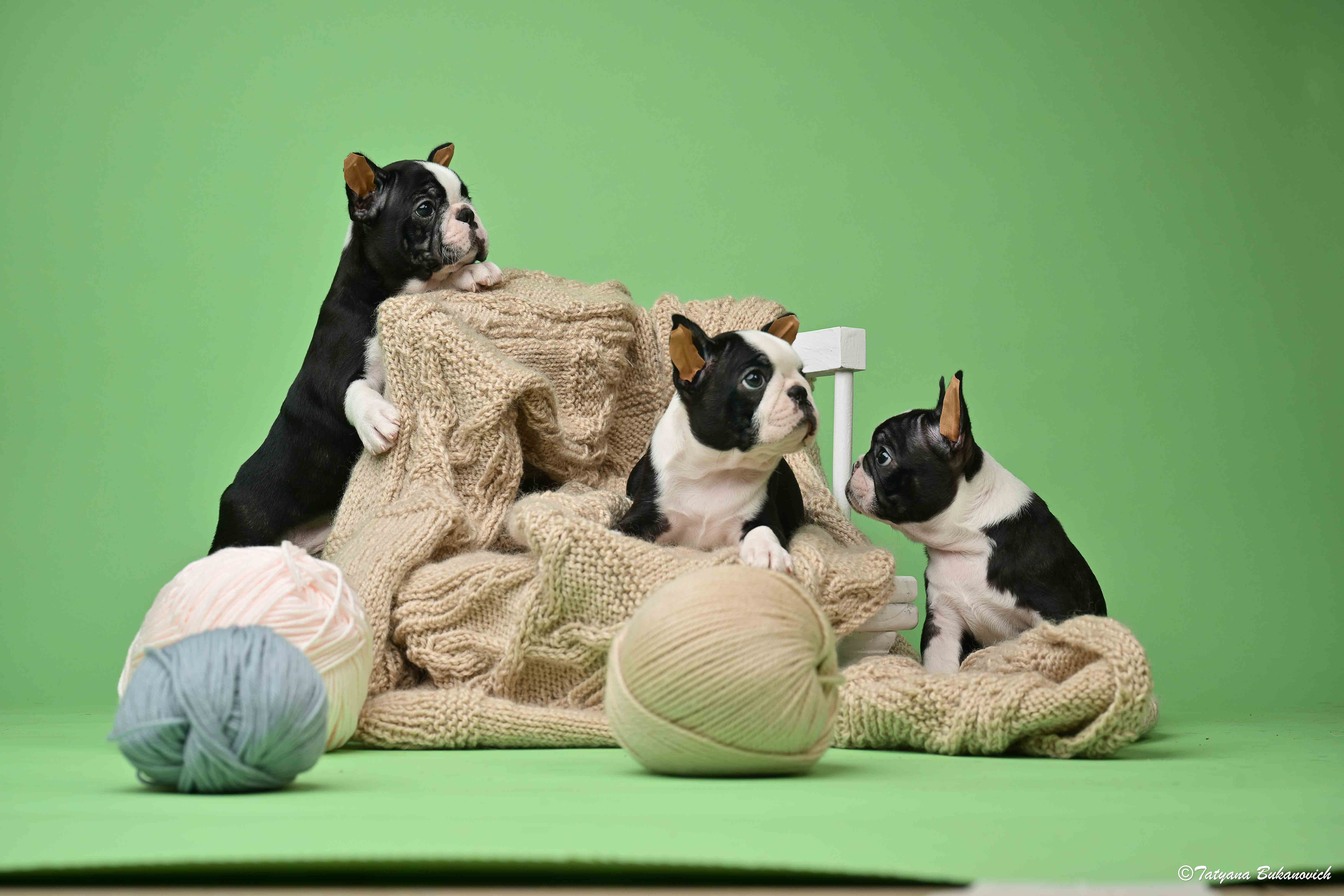 גורים בוסטון טרייר