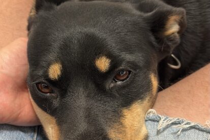 לוליטה - אסקית מעורבת עם רוטווילר (Rott-sky)