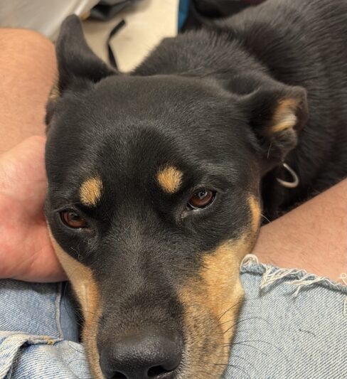 לוליטה – אסקית מעורבת עם רוטווילר (Rott-sky)