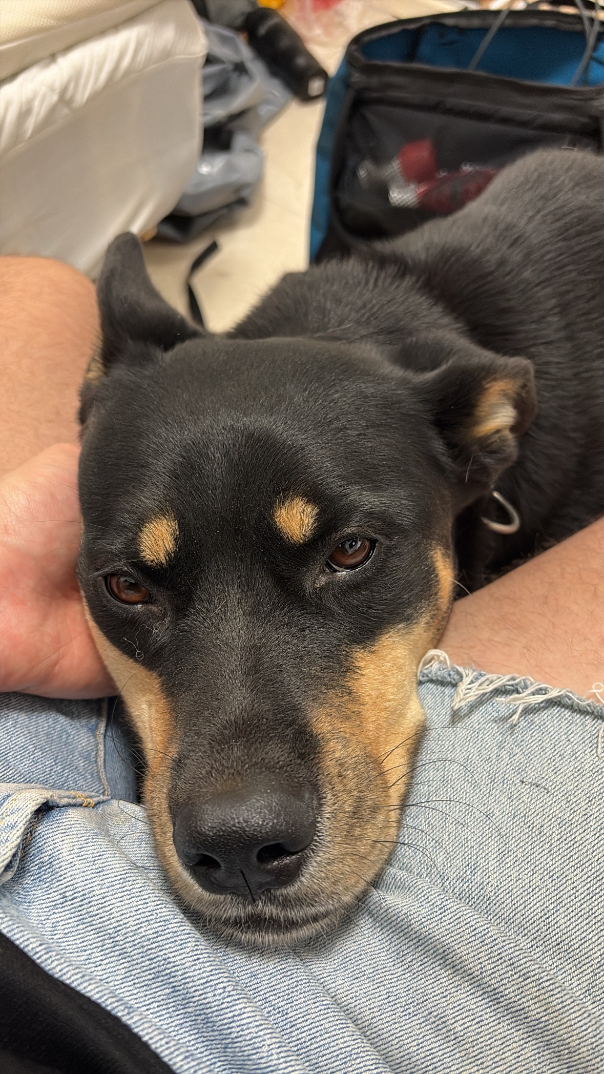 לוליטה – אסקית מעורבת עם רוטווילר (Rott-sky)