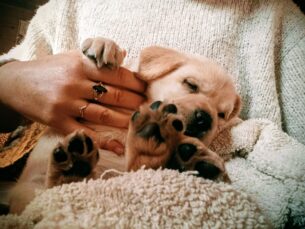 גורי לברדור קרם מתועדים - מעטפת משפחתית ומקצועית