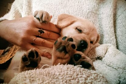 גורי לברדור קרם מתועדים - מעטפת משפחתית ומקצועית