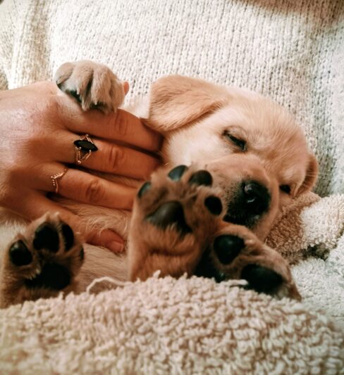 גורי לברדור קרם מתועדים – מעטפת משפחתית ומקצועית