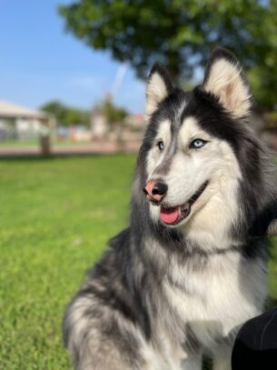 בלו - האסקי סיבירי מושלם לאימוץ