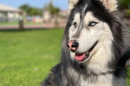 בלו - האסקי סיבירי מושלם לאימוץ