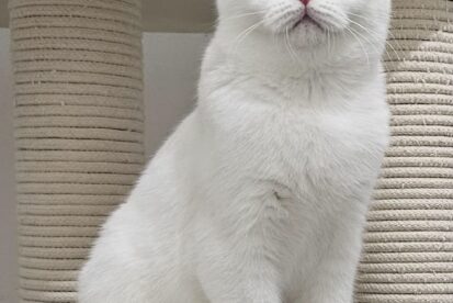 גורים בריטי גזעי מבית הגידול המוביל Air Jordan