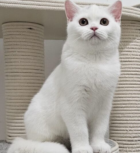 גורים בריטי גזעי מבית הגידול המוביל Air Jordan