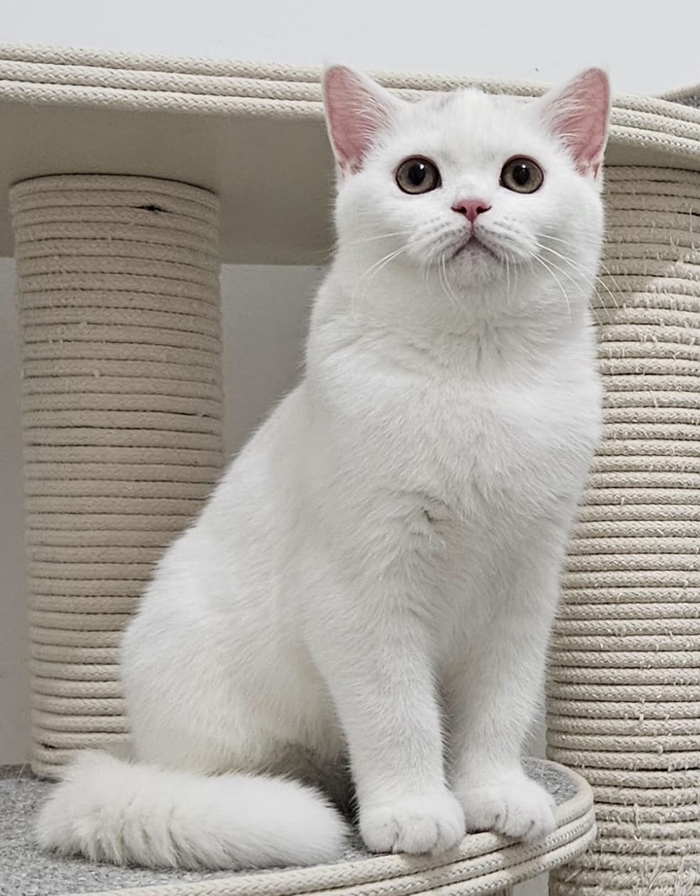 גורים בריטי גזעי מבית הגידול המוביל Air Jordan