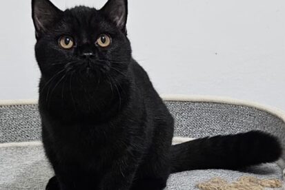 גורים בריטיים גזעיים קצרי שיער