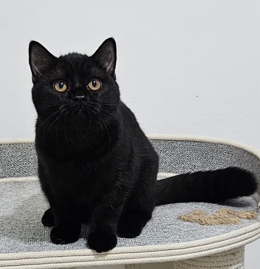 גורים בריטיים גזעיים קצרי שיער