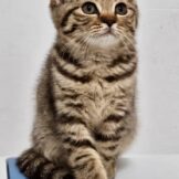 u730-WhatsApp-Image-2025-11-14-at-10.50.31