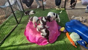 גורי ספרינגר ספניאל אנגלי