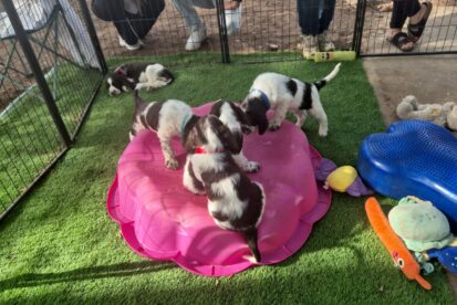 גורי ספרינגר ספניאל אנגלי