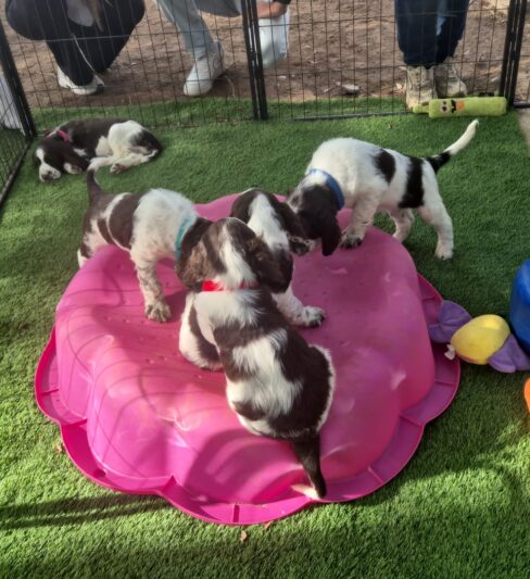 גורי ספרינגר ספניאל אנגלי