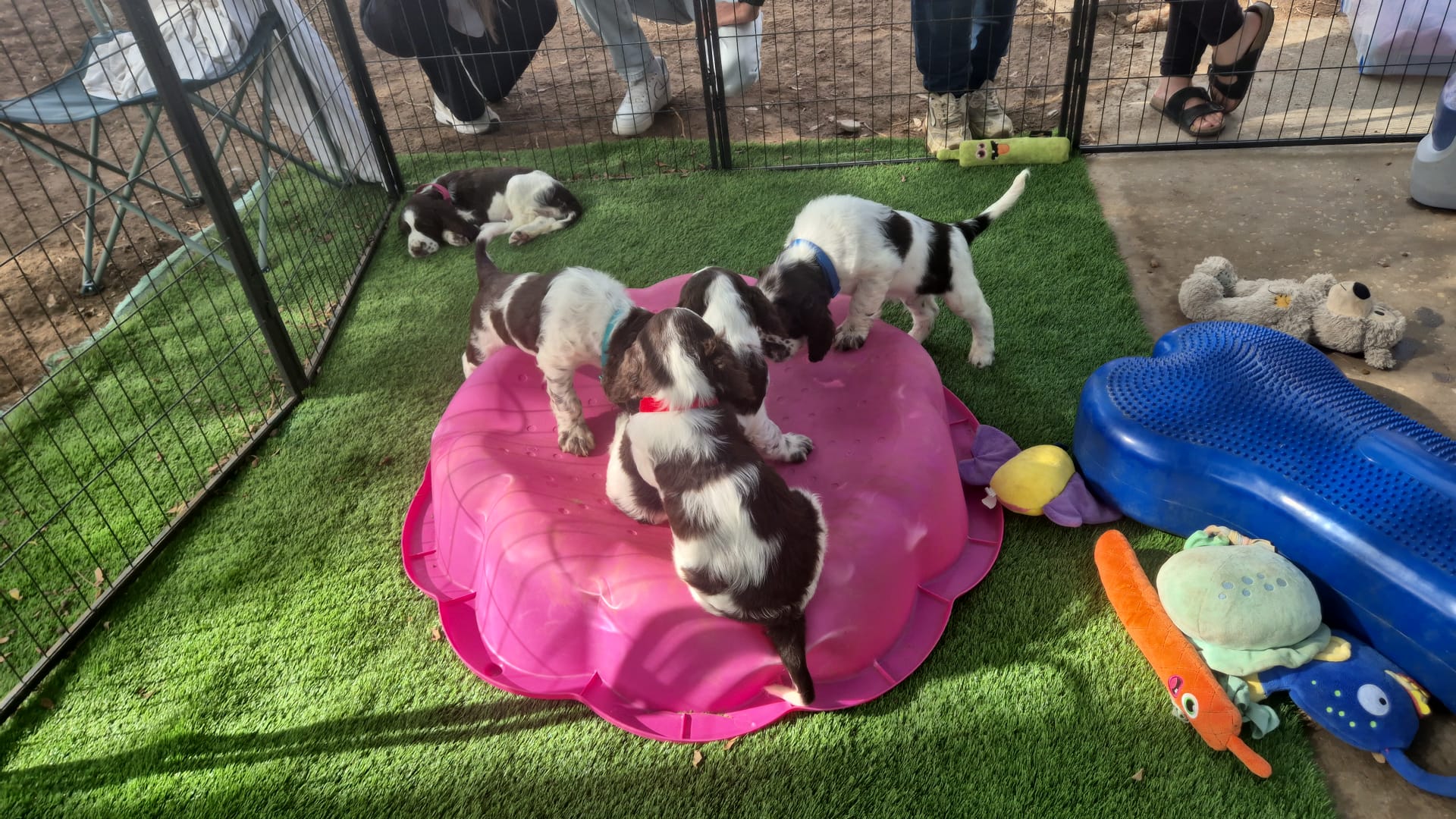 גורי ספרינגר ספניאל אנגלי