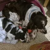 u950-במיטה-ובוגרת-cc67-4b23-8e75-7046753450fc