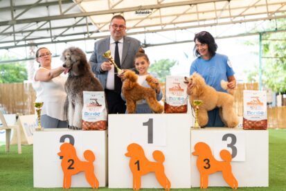 גורי פודל ננסי למכירה