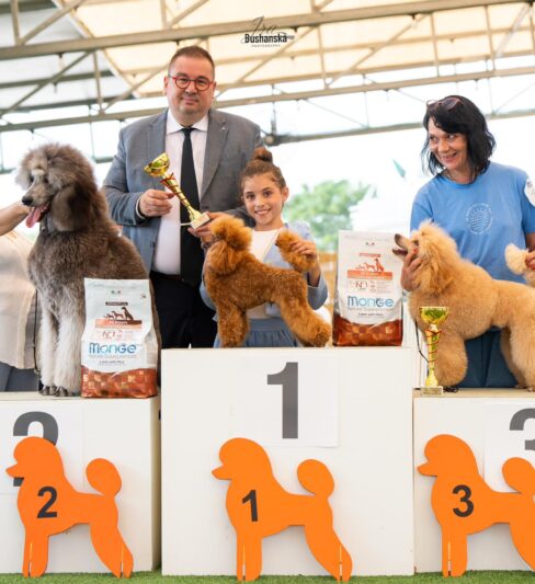 גורי פודל ננסי למכירה