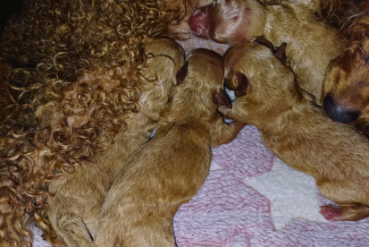 גורי פודל טוי למכירה