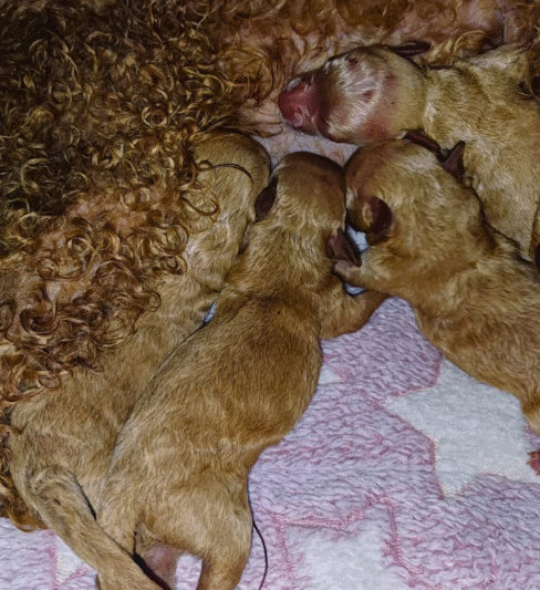 גורי פודל טוי למכירה