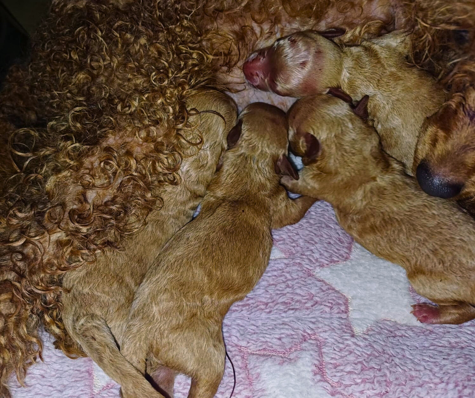 גורי פודל טוי למכירה