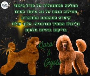 גורי פודל בינוני אדום למכירה