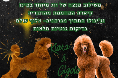 גורי פודל בינוני אדום למכירה