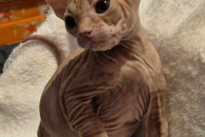 Donskoy Sphinx