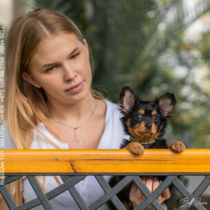 טוי רוסי ארוך שיער | Русский той
