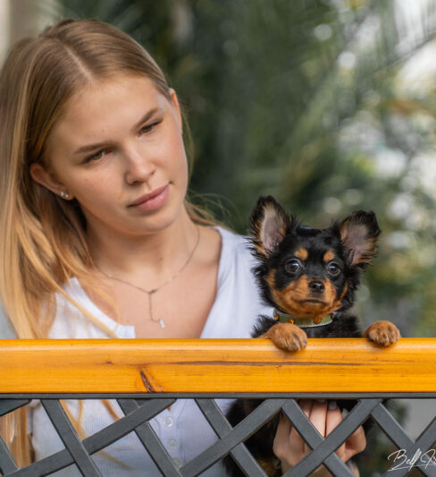 טוי רוסי ארוך שיער | Русский той
