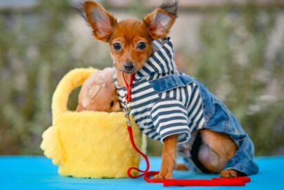 טוי רוסי ארוך שיער русский той