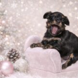 u328-Screenshot_2025-12-21-20-09-24-320_com.openai.chatgpt-edit