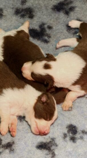 גורי בורדר קולי מתועדים