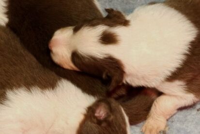 גורי בורדר קולי מתועדים