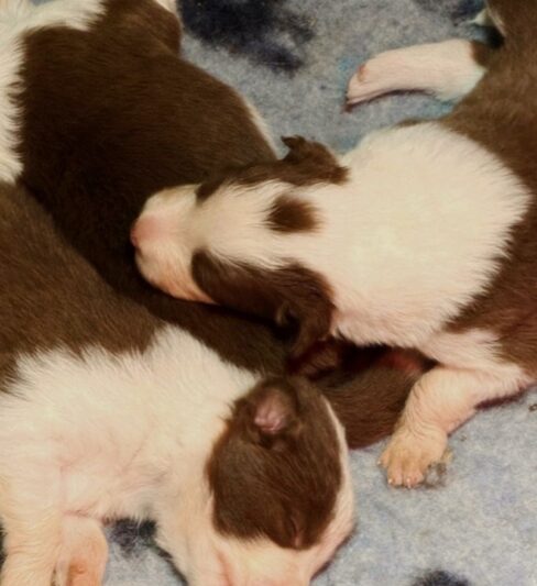 גורי בורדר קולי מתועדים