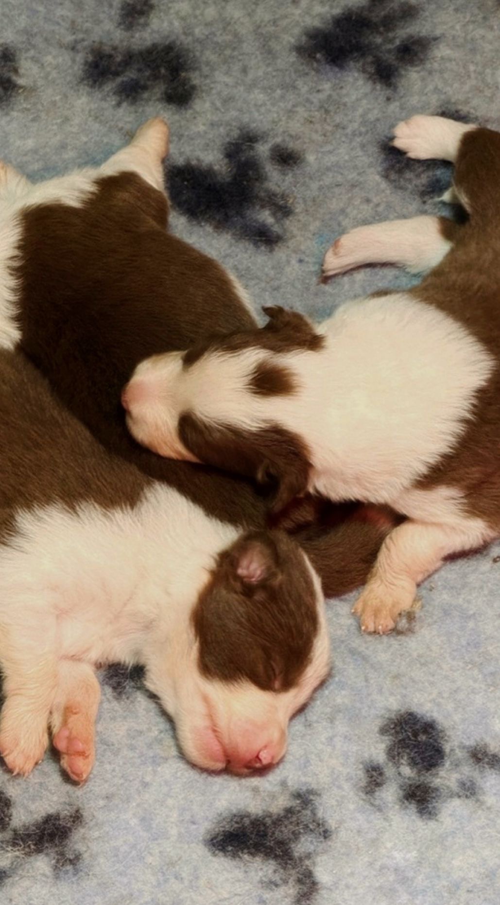 גורי בורדר קולי מתועדים