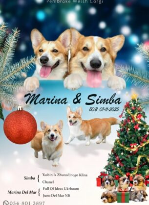 גורי קורגי וולש פמברוק גזעיים