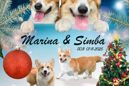 גורי קורגי וולש פמברוק גזעיים