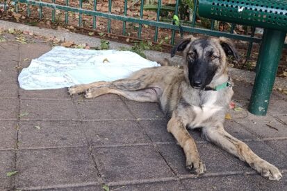 וונדי - מעורבת