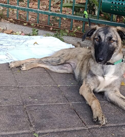 וונדי – מעורבת