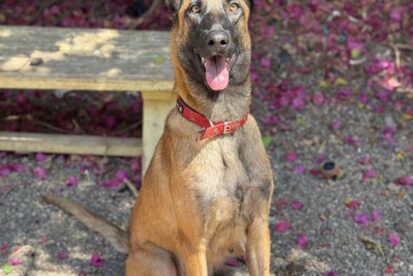 בילבי - רועה בלגי